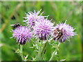 NY7540 : Thistle near Ashgill Force by Mike Quinn