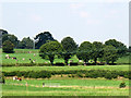 Cows near Malkins Bank