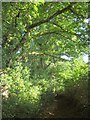 Bridleway to Chittlehamholt