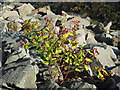 Rose of Sharon (Hypericum calycinum) berries