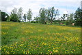 TQ7125 : Buttercup Meadow by N Chadwick