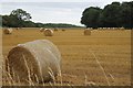 Autumnal corn