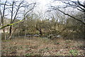 Wooded marshland by the A31