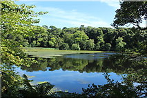 NS2209 : Swan Pond, Culzean Country Park by Billy McCrorie