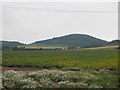 Potato Field at South Gask