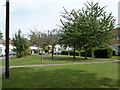 Dead cherry trees, Raven Lane, Langley Green, Crawley