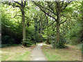 Path through Ewhurst Wood, Crawley