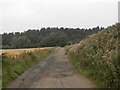 Track to Newlands Plantation