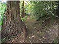 TQ0719 : Woodland walk by Peter Holmes