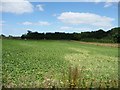 TG3008 : Arable crop south of Postwick Lane by Christine Johnstone