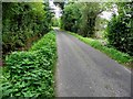 Nettles along Drumscra Road