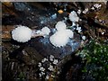 NS3878 : A slime mould - Stemonitis fusca by Lairich Rig