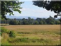 Wheat, Polwarth