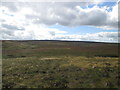 Mistress Moss from near Winter Hill Stone