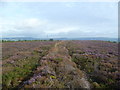 On Hardown Hill