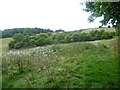 Former chalk quarries near Charing Hill