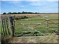 Sheep on the Kent Downs