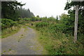 Forest bridleway, Clocaenog Forest