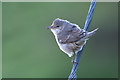 HP6414 : Barred Warbler (Sylvia nisoria), Norwick by Mike Pennington