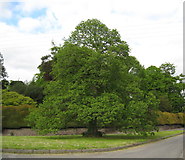 SO3672 : Oak on the green - Brampton Bryan, Herefordshire by Martin Richard Phelan