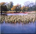 Oak Pond, Home Park