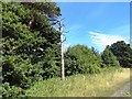 Dead tree at Urpeth Wood