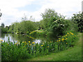 Bolton-upon-Dearne - Brickyard Ponds path