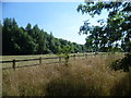 Horses in field next to Horton Country Park