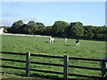 Grazing, Newfields Farm