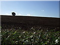 Farmland off Caunton Road