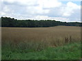 Crop field towards Cutt