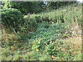 Overgrown bridleway