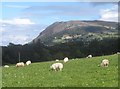 Tir Pori ger Madryn / Grazing land near Madryn