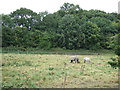 Grazing by the River Maun, Mansfield Woodhouse