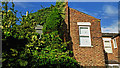 Ivy on a house in Moss Side, Manchester