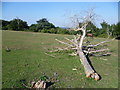 Fallen tree on Winey Hill