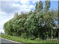 Trees beside Chesterfield Road (A632)