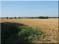 View across farmland to Clavering