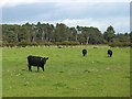 Cattle near Cockpool