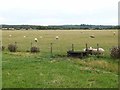 Sheep grazing near Midd Upper Priestside