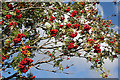 NO5099 : Rowan Berries by Anne Burgess