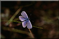 Male Silver-studded Blue (Plebeius argus), Great Orme