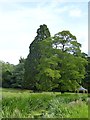 ST8477 : Manor House - Trees in grounds by Rob Farrow