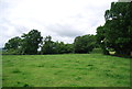 Grassy field, Borders Farm