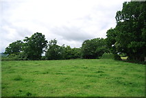 TQ6925 : Grassy field, Borders Farm by N Chadwick