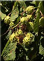 Horse chestnut fruit, Eastville Park