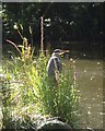 ST6175 : Heron in Eastville Park by Derek Harper
