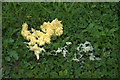 Fuligo septica, the dog vomit slime mould, Baltasound