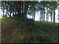 An old hedgebank near Wistlandpound Reservoir