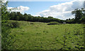 Rough pasture southwest of Hill Farm